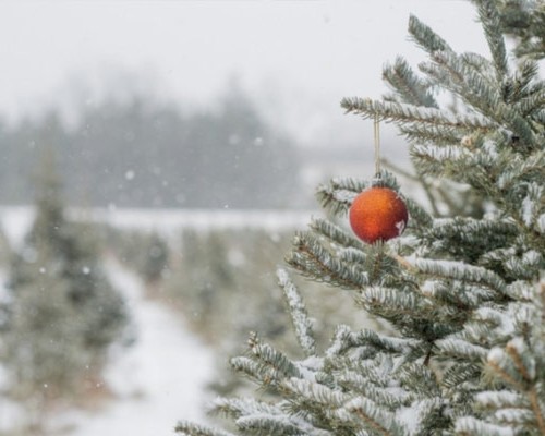 Лесная избранница: как выбирают главную новогоднюю ель для Соборной площади